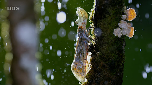 BBC's HDR Workflows with HLG_Image of Bug in HDR